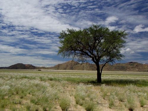 namibia africa tree