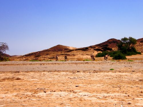 Namibian Desert With Oryx