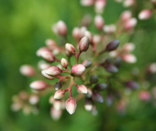 nandina buds pink