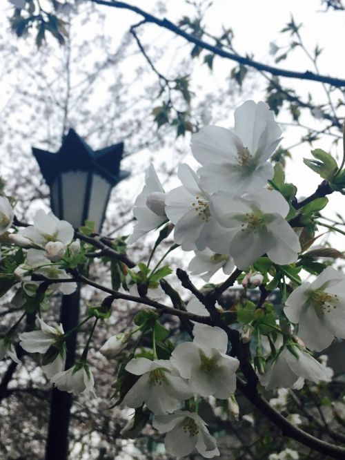 nanjing jimingsi cherry blossom tags with a comma separated