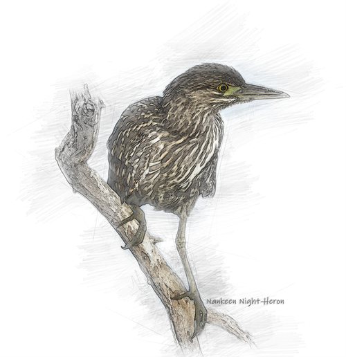 nankeen night-heron  sketch  bird