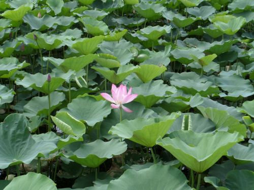 nansha wetland park lotus outdoor