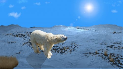 nanuq polar bear arctic