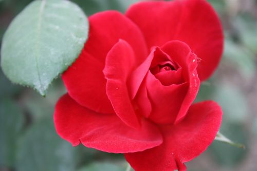 nanyang rose garden chinese rose plant