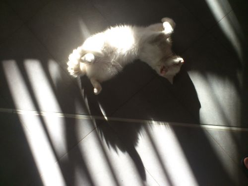 Sun Bathing Cat