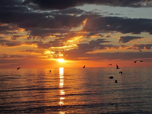naples  sunset  seagulls