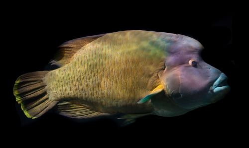 napoleon fish wrasse fish