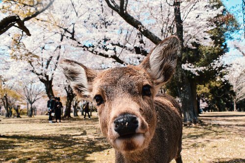 nara  japan  spring