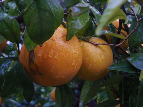 naranjo orange fruit