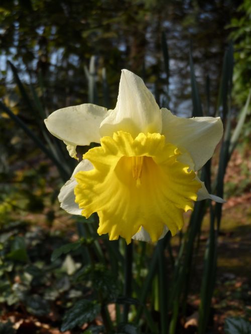 narcis spring flower