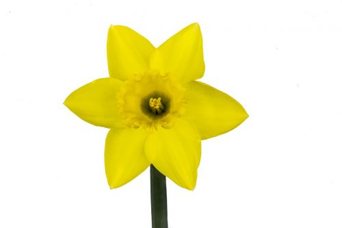 narcis flower yellow