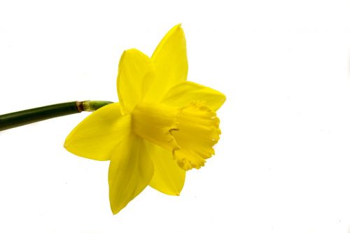narcis flower yellow