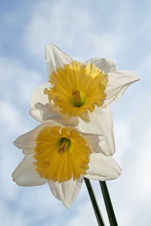 narcis spring yellow