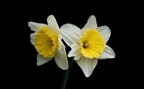 narcis spring nature