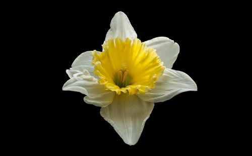 narcis spring nature