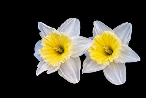 narcis flower spring