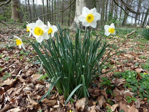 narcis spring yellow