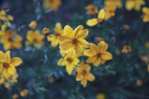 narcis  flower  yellow
