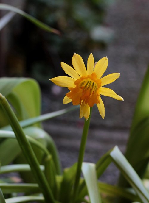 narcis  yellow  spring