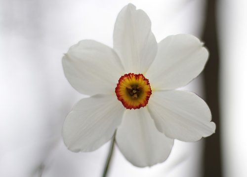 narcis  white  crown