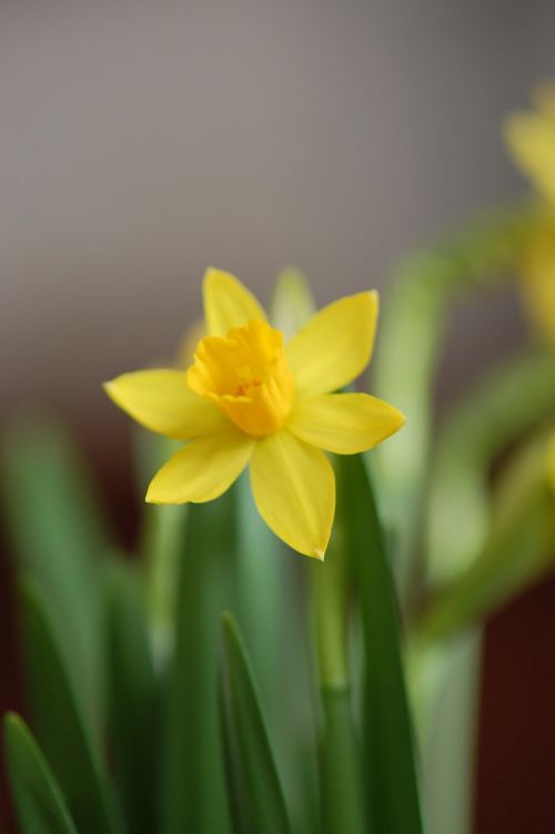 narcis spring yellow