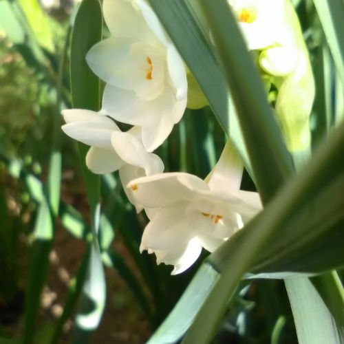 Wild Daffodils