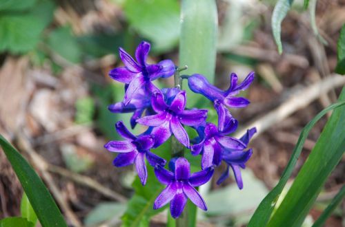 Blue Narcissus