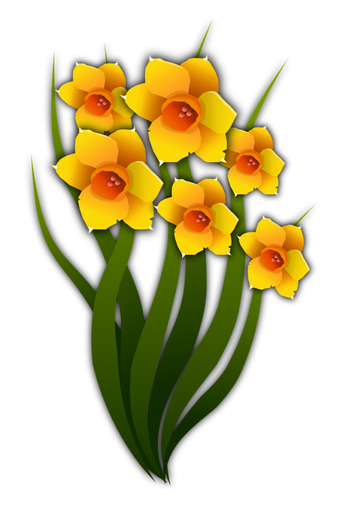 narcissi flowers floral