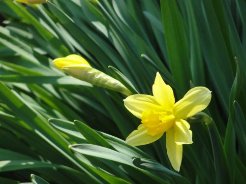 narcissus flower spring