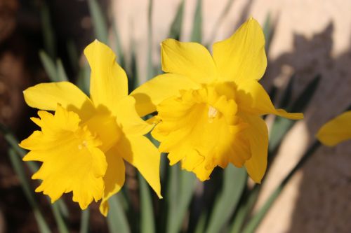 narcissus flower yellow