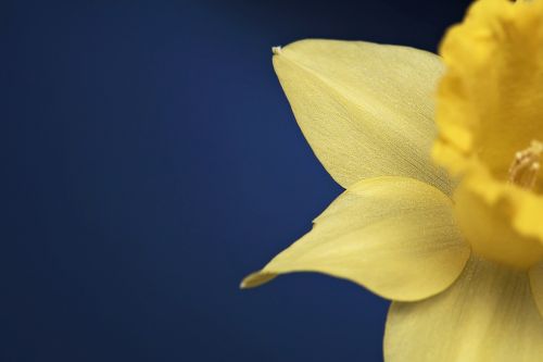 narcissus flower blossom