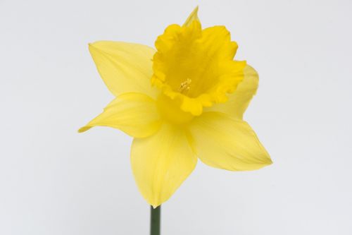 narcissus flower blossom