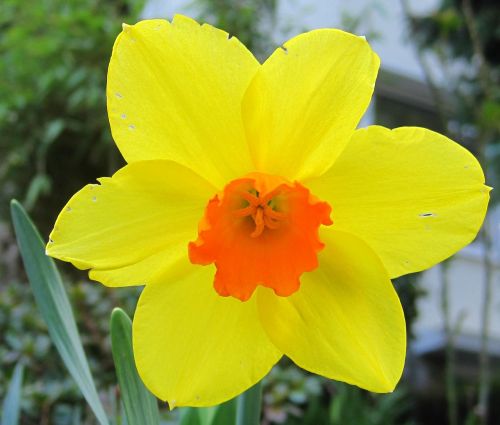 narcissus full bloom daffodil