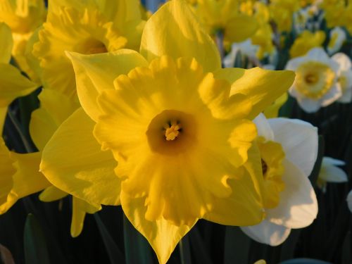 narcissus flowers many flowers