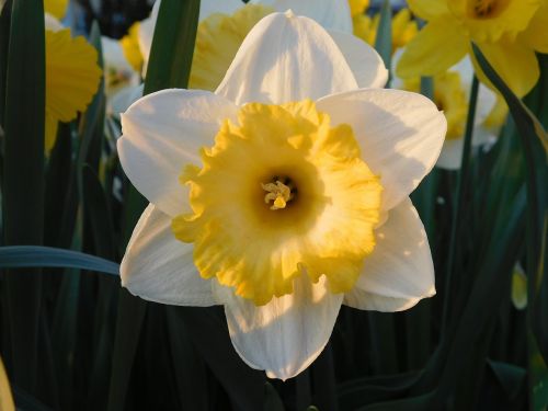 narcissus yellow white
