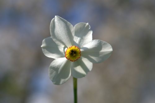 narcissus flower blooming