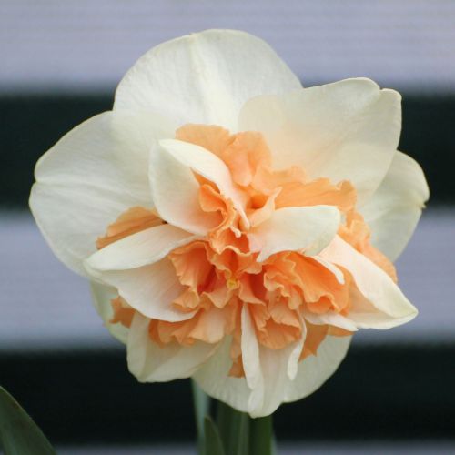 narcissus daffodil blossom