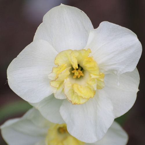 narcissus daffodil white