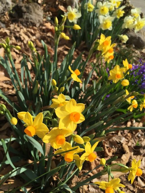 narcissus yellow spring flowers