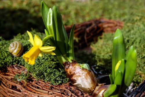 narcissus flower blossom