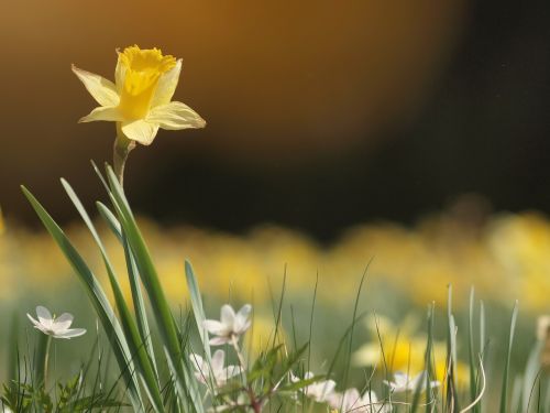narcissus spring yellow