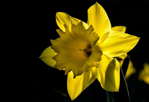 narcissus daffodil flower