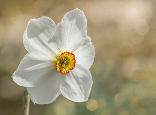 narcissus garden white daffodil