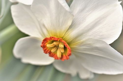 narcissus spring plant