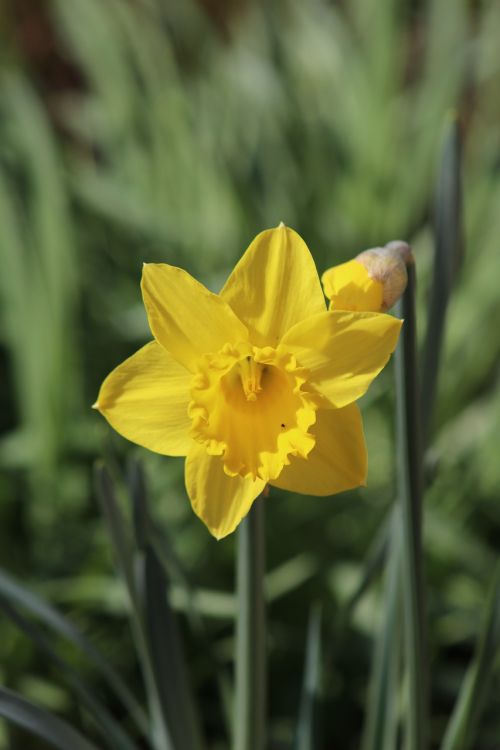 narcissus daffodil flower