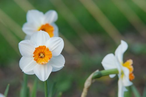 narcissus flower