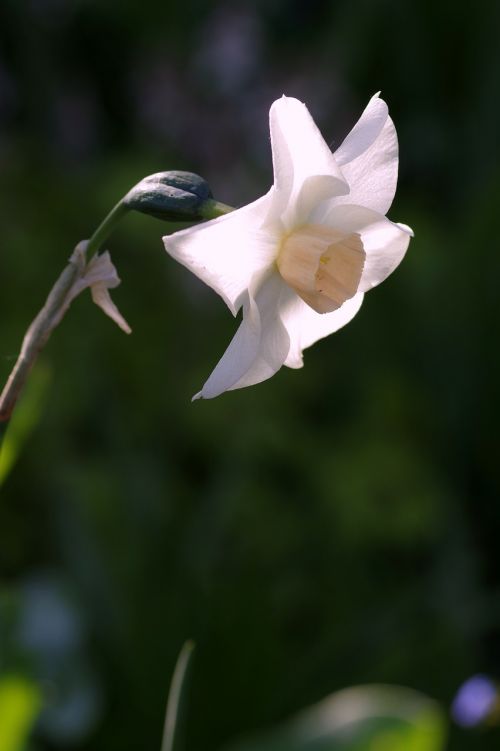 narcissus white cream