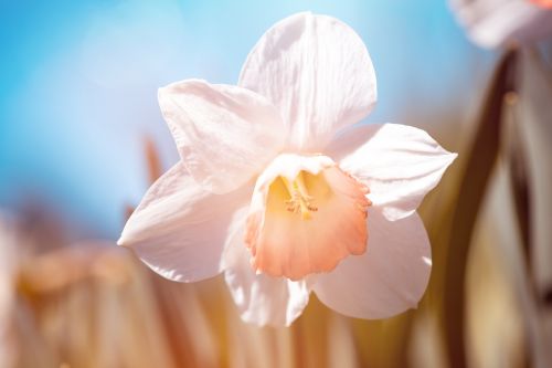 narcissus white white daffodil