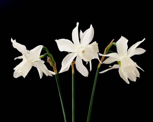 narcissus flower white