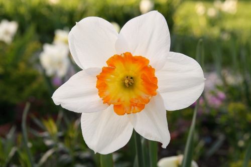 narcissus flower flowers